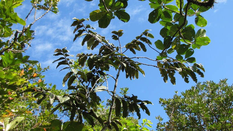 Diospyros brassica