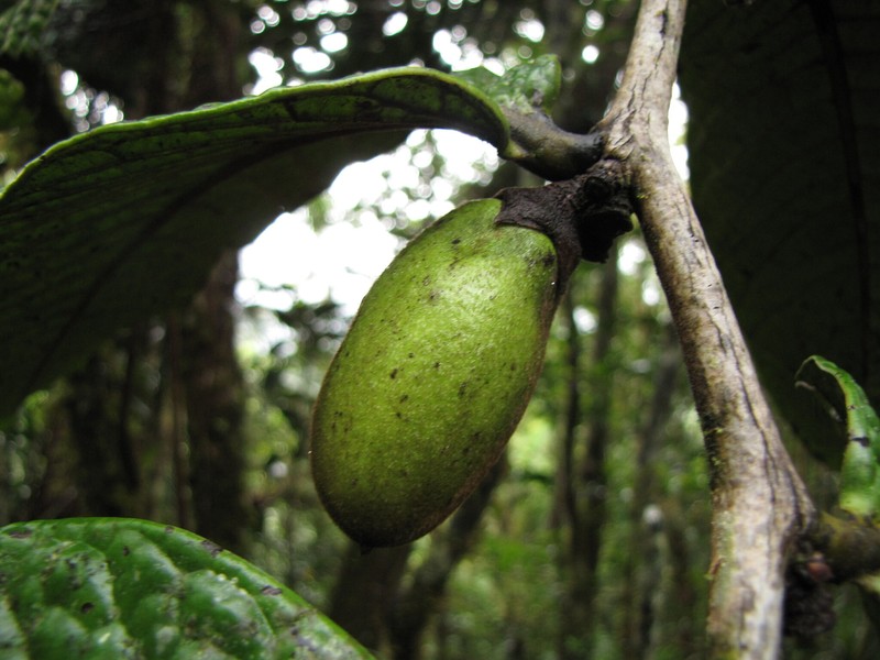 Diospyros brassica photo 3