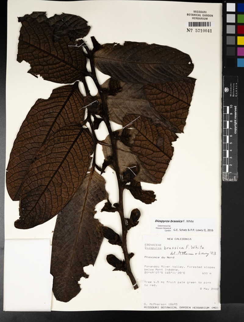Diospyros brassica photo 4