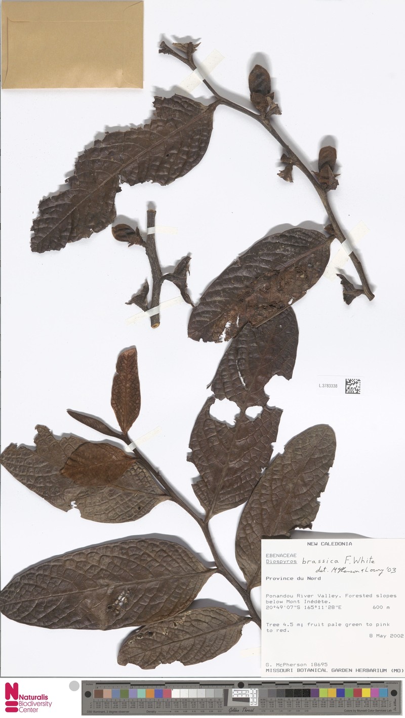 Diospyros brassica photo 5