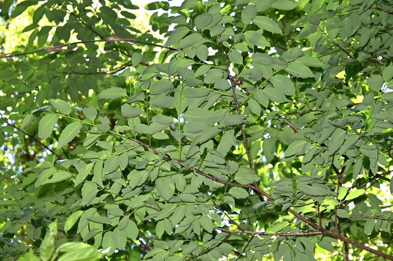 Diospyros brideliifolia