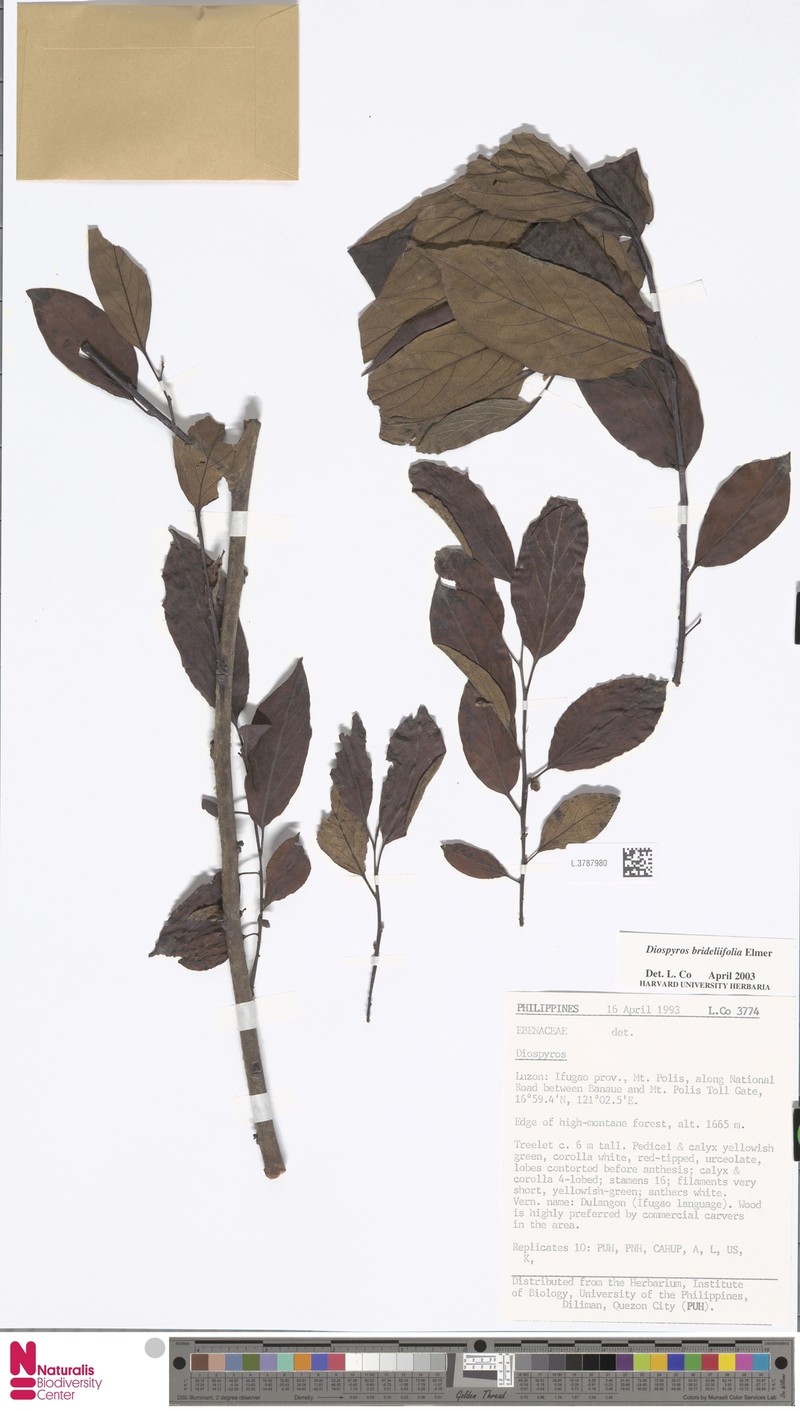 Diospyros brideliifolia photo 2