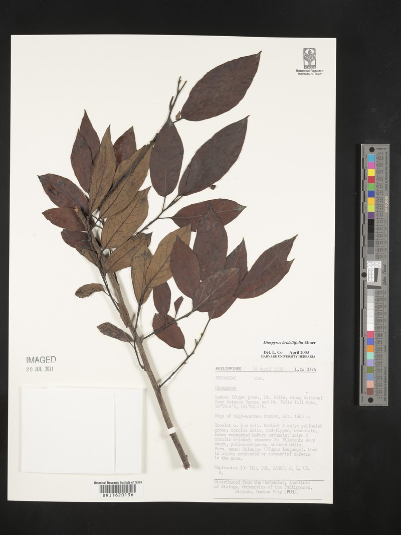 Diospyros brideliifolia photo 3