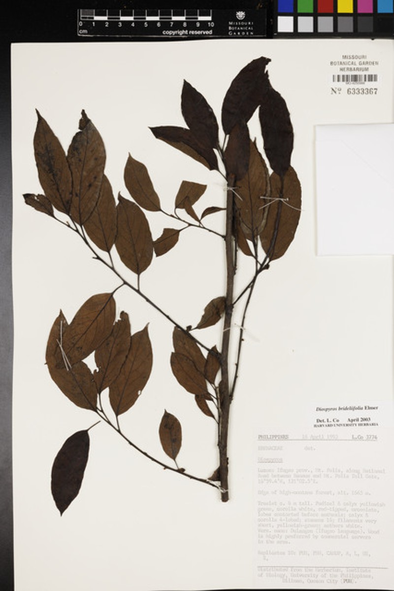 Diospyros brideliifolia photo 4