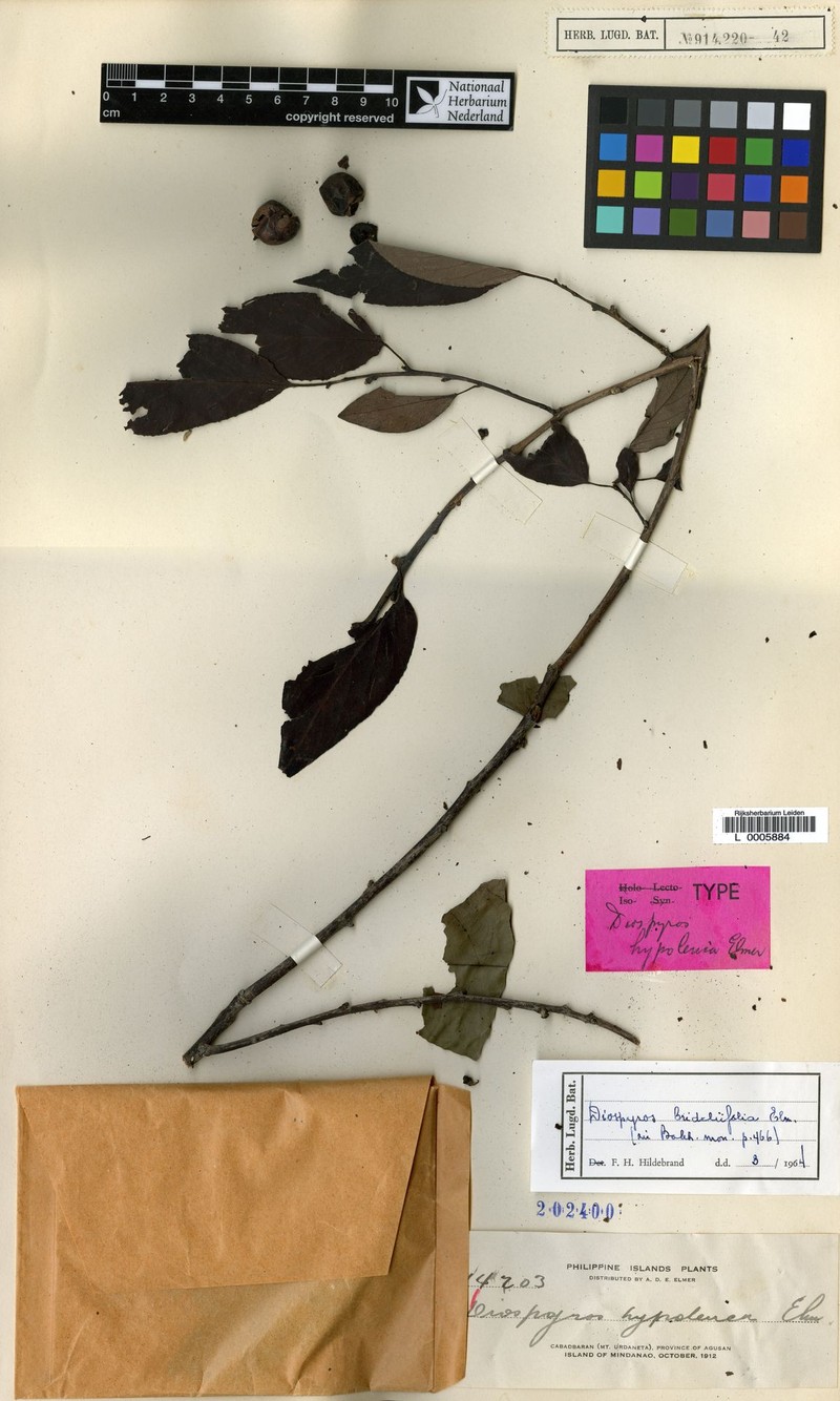 Diospyros brideliifolia photo 5