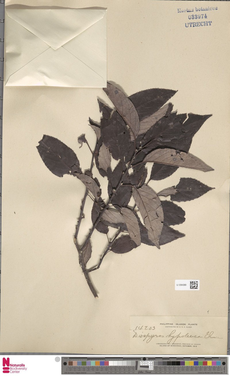 Diospyros brideliifolia photo 6