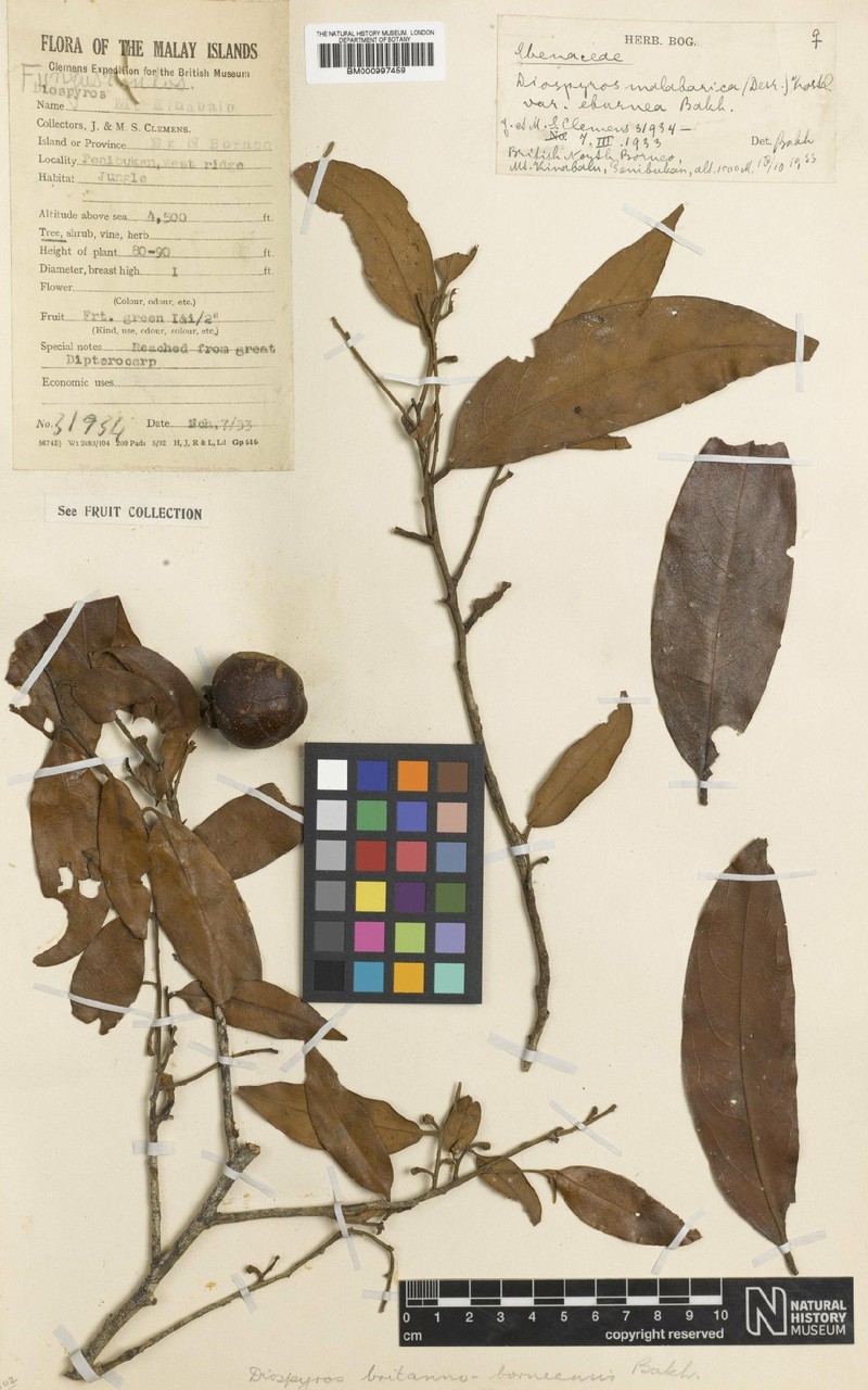 Diospyros britannoborneensis