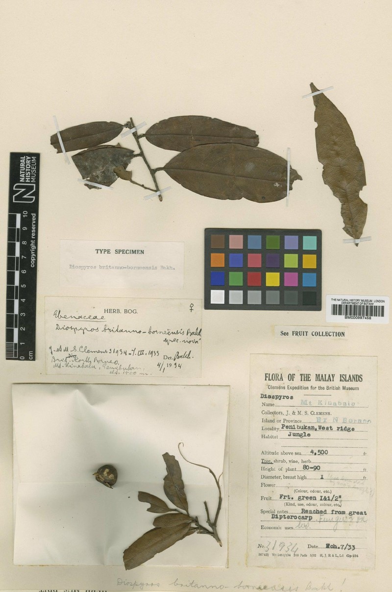 Diospyros britannoborneensis photo 2