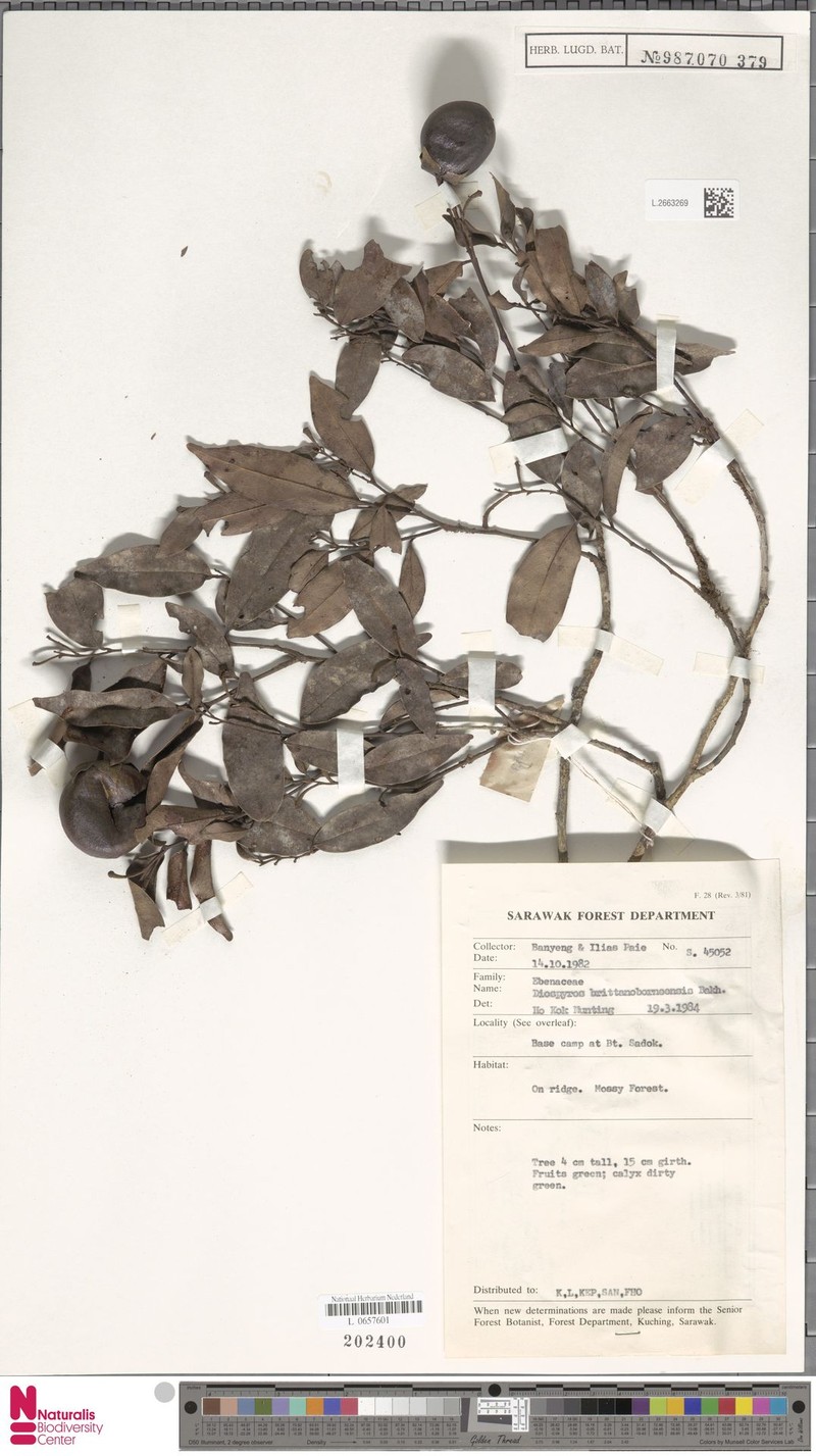 Diospyros britannoborneensis photo 3