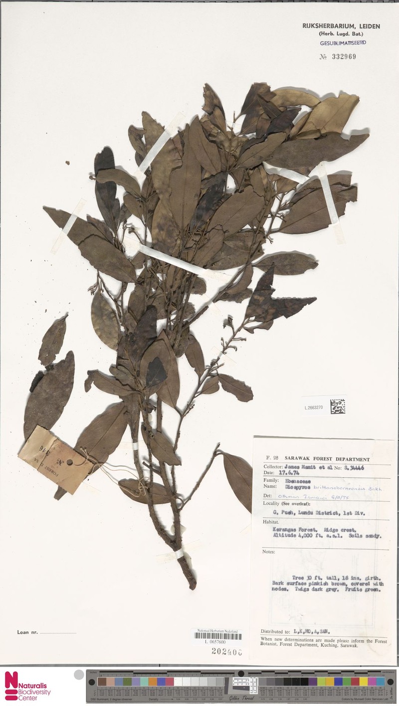Diospyros britannoborneensis photo 4