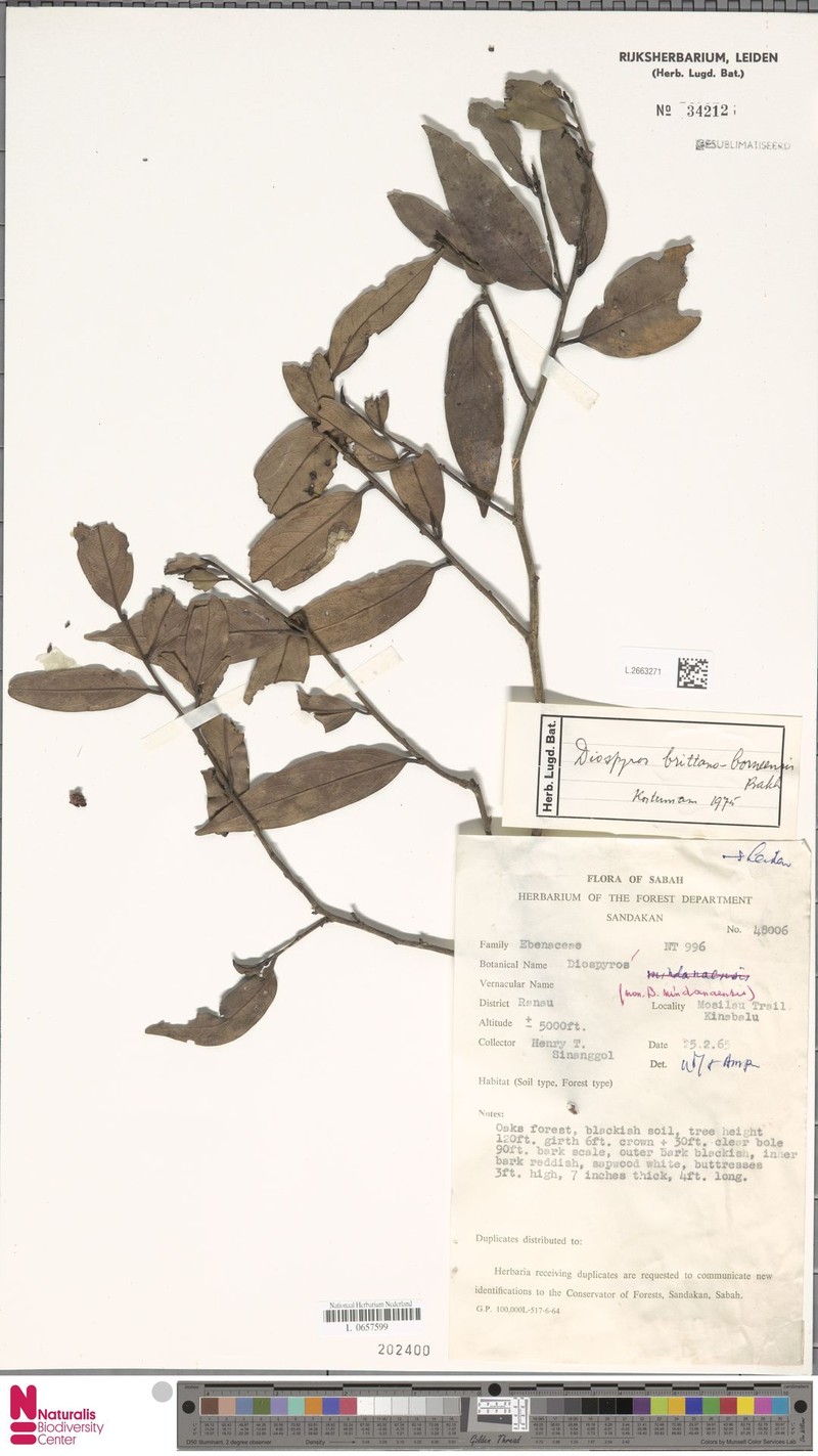 Diospyros britannoborneensis photo 5