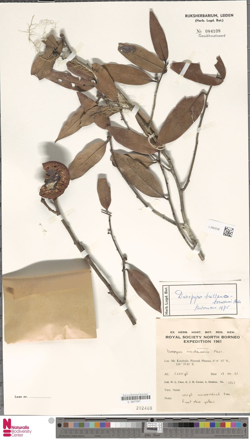 Diospyros britannoborneensis photo 6