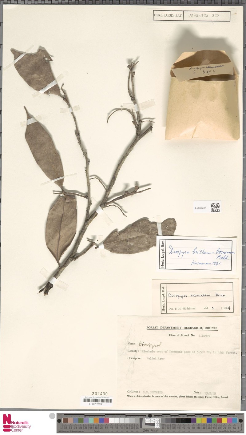 Diospyros britannoborneensis photo 7