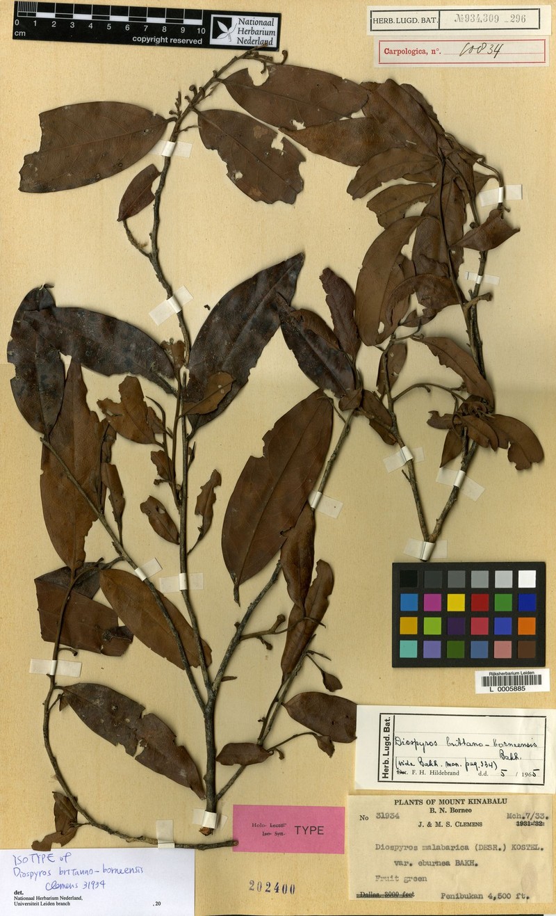 Diospyros britannoborneensis photo 8