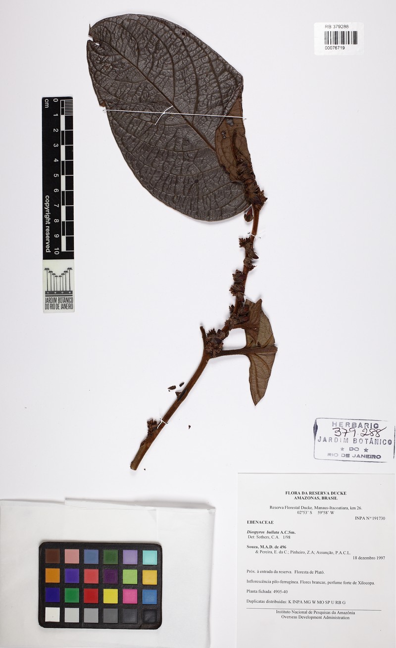 Diospyros bullata