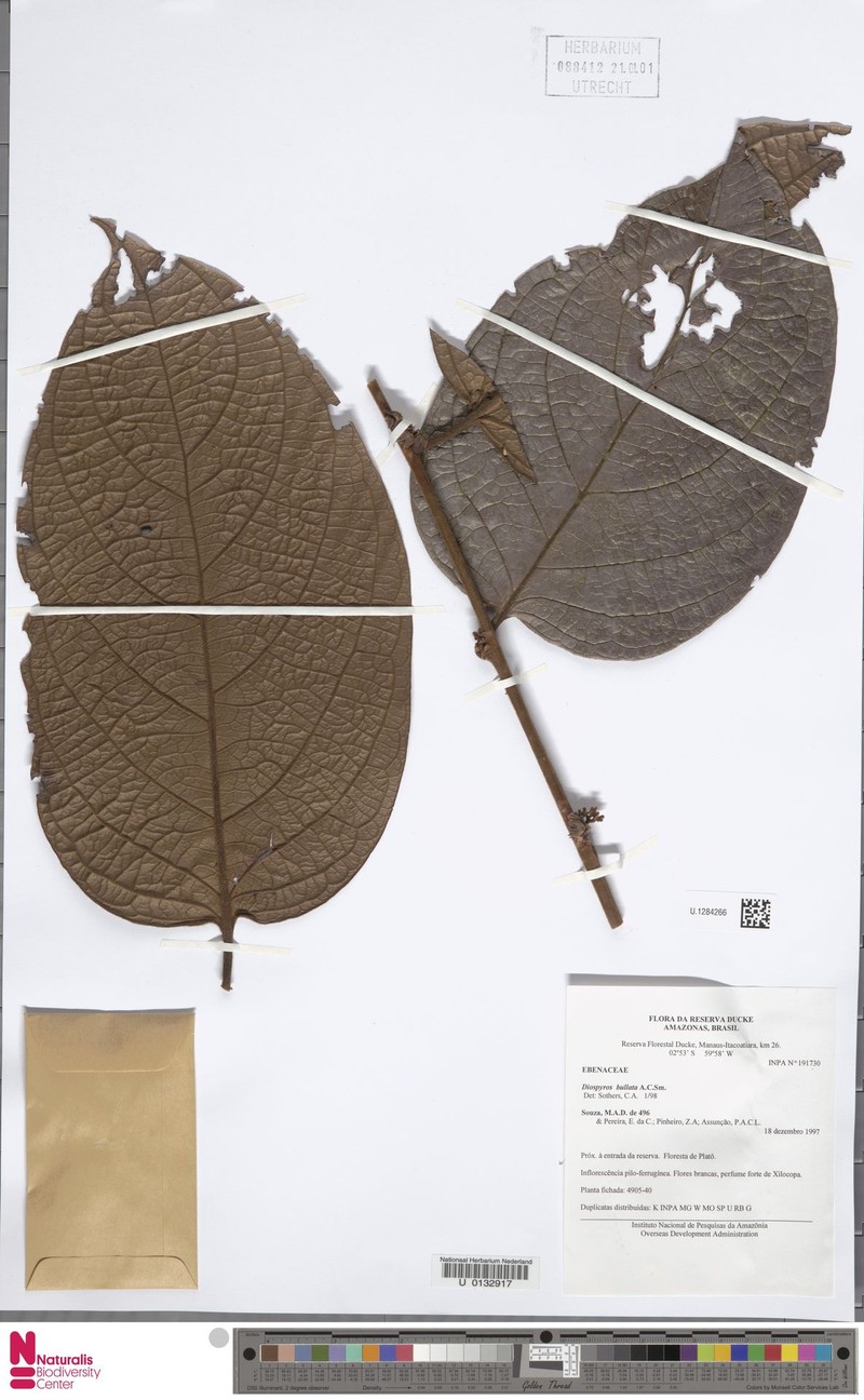 Diospyros bullata photo 2