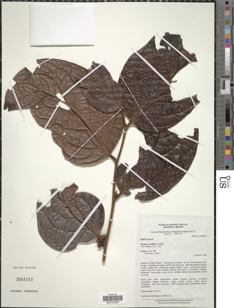 Diospyros bullata photo 3