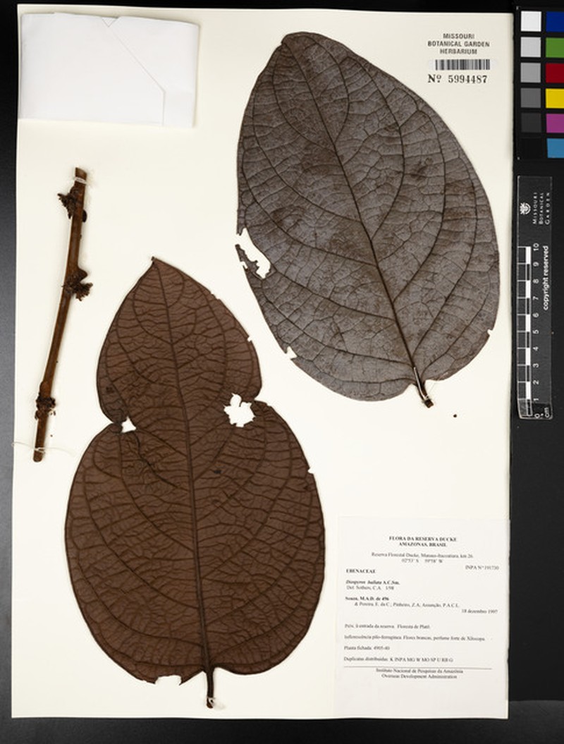 Diospyros bullata photo 4