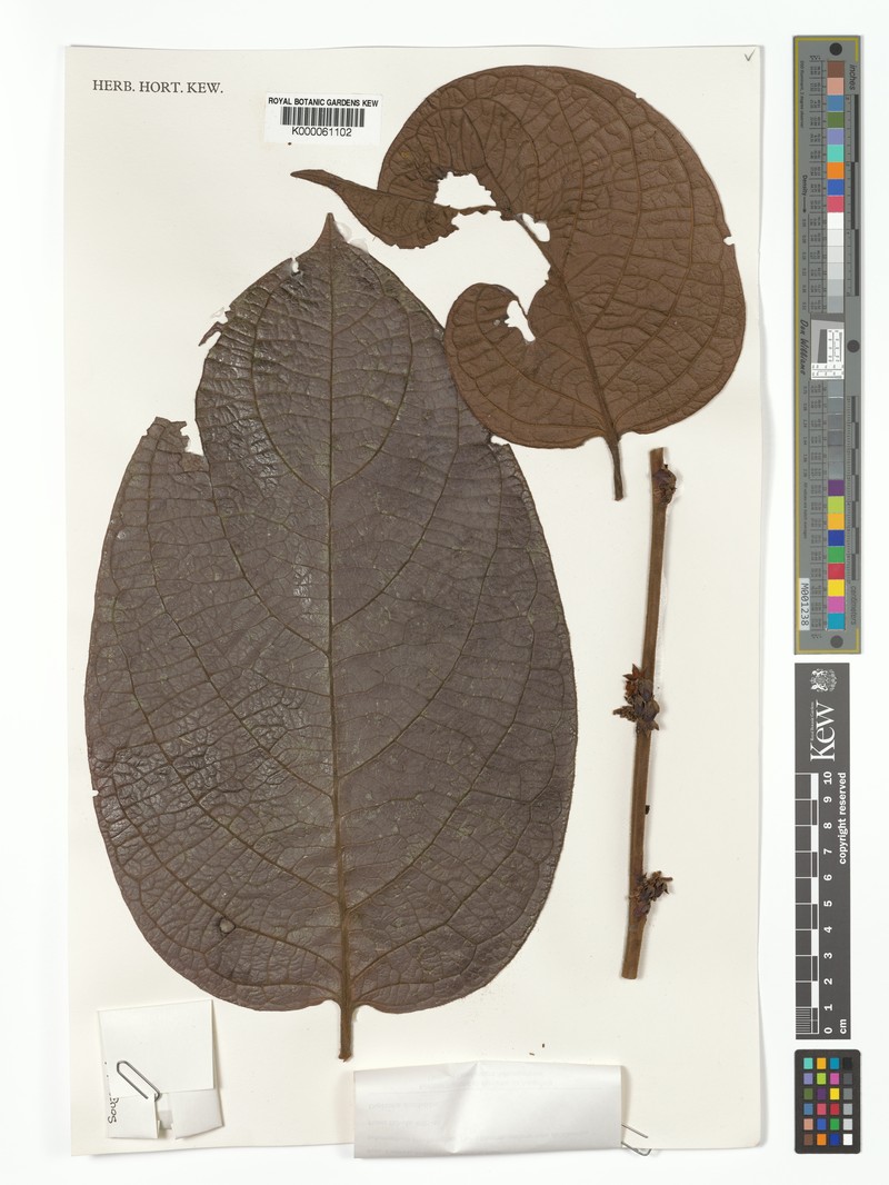 Diospyros bullata photo 5