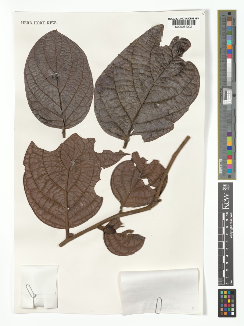 Diospyros bullata photo 6