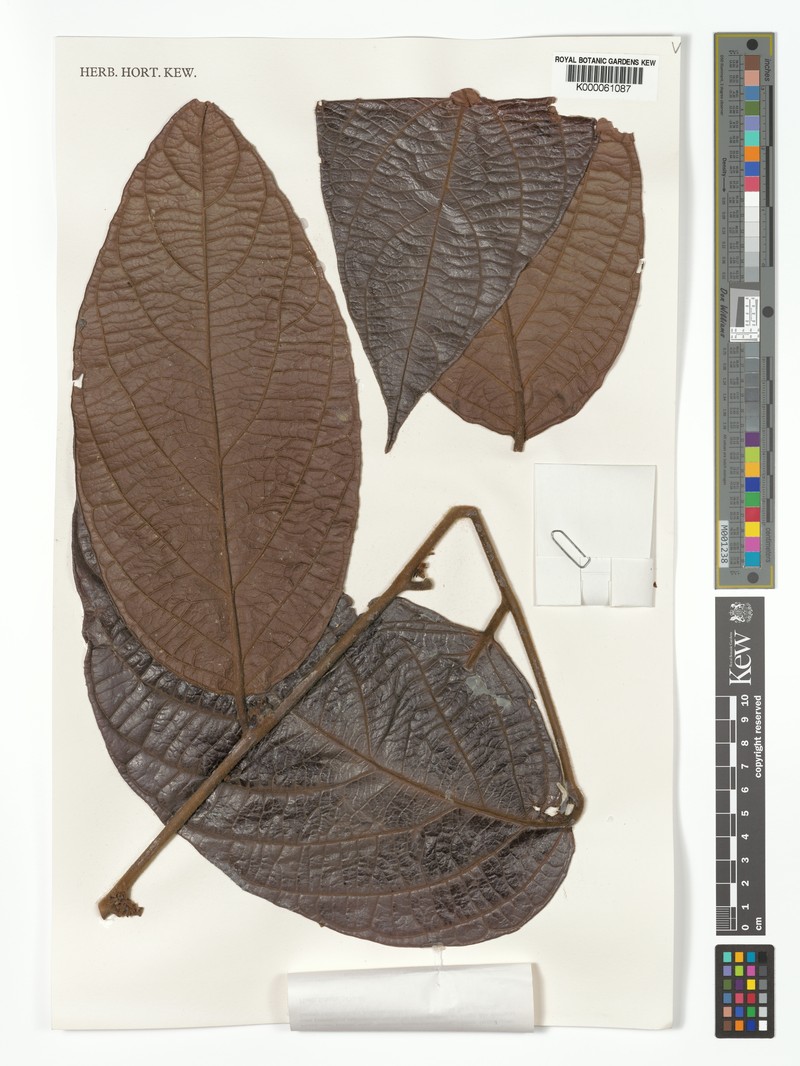 Diospyros bullata photo 7