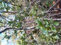 Diospyros bumelioides