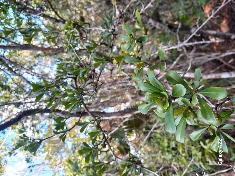 Diospyros bumelioides