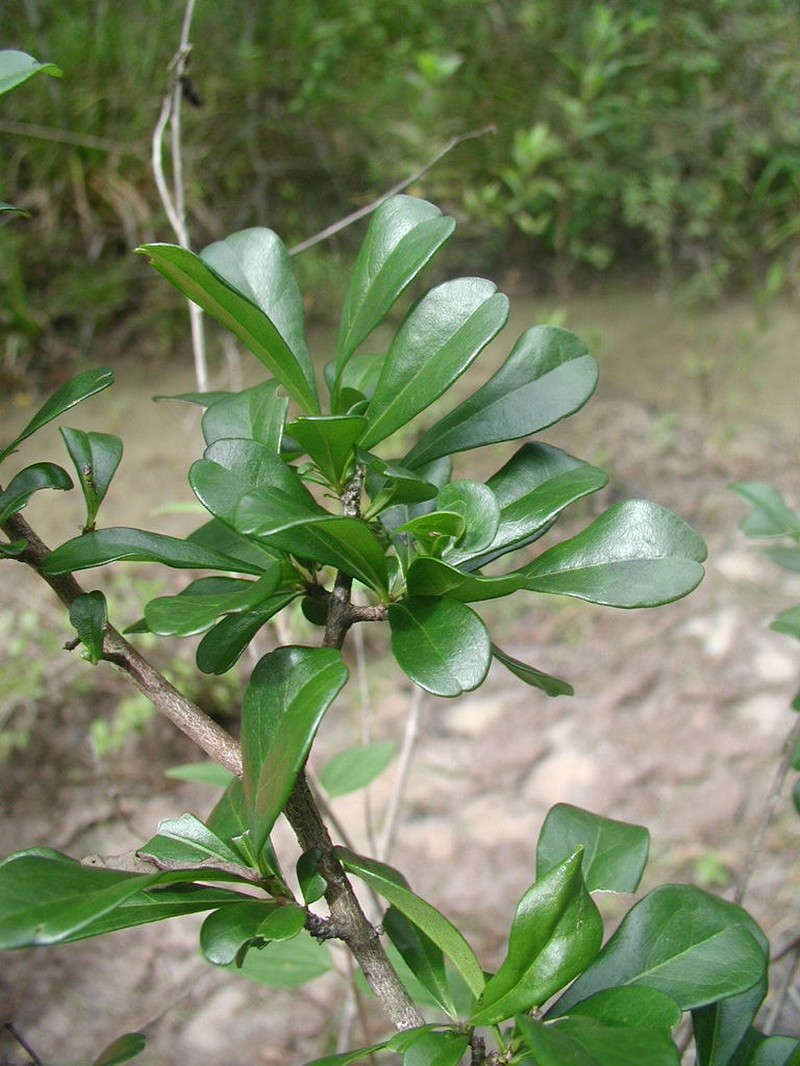 Diospyros bumelioides photo 2