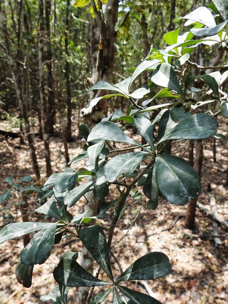 Diospyros bumelioides photo 3