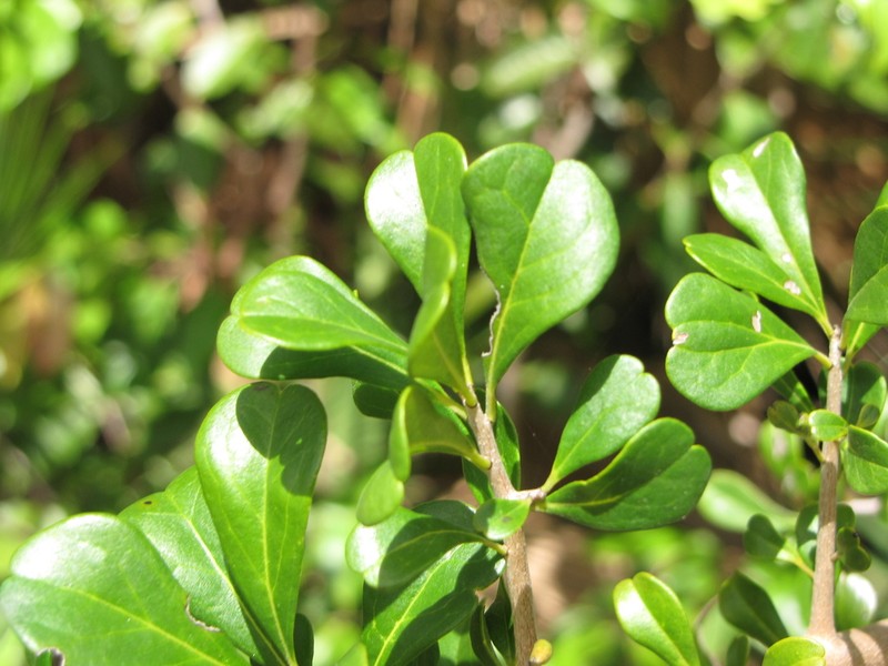 Diospyros bumelioides photo 4