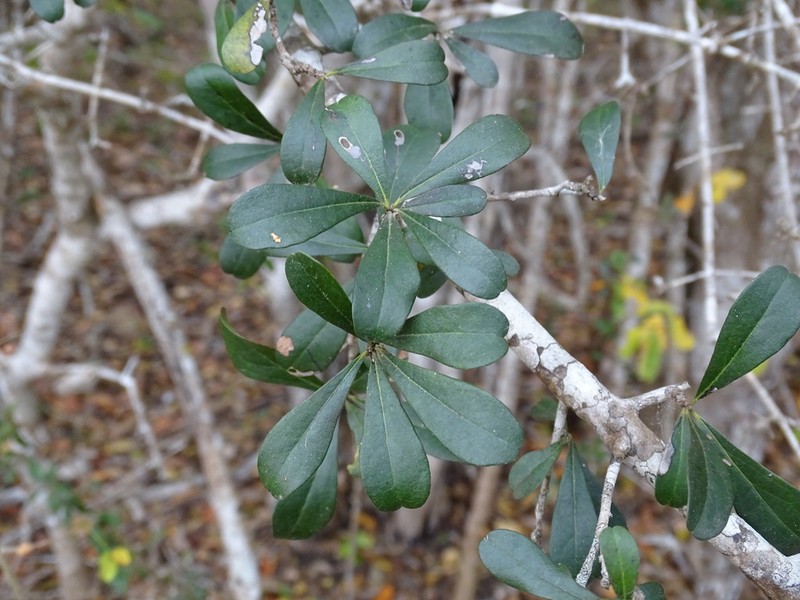Diospyros bumelioides photo 5