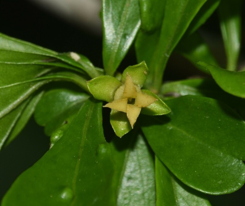 Diospyros bumelioides photo 6