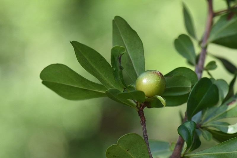 Diospyros bumelioides photo 7
