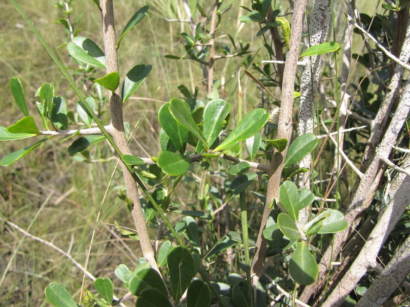 Diospyros bumelioides photo 8
