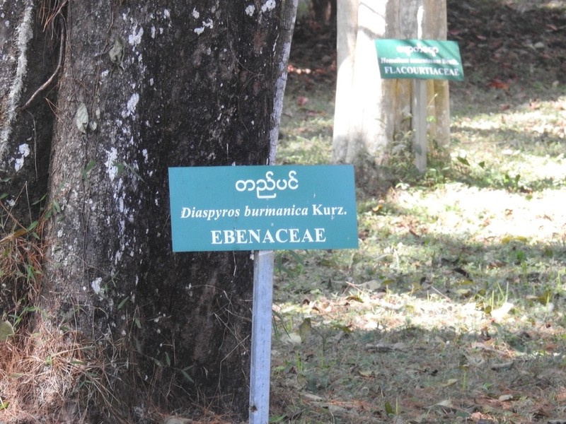 Diospyros burmanica