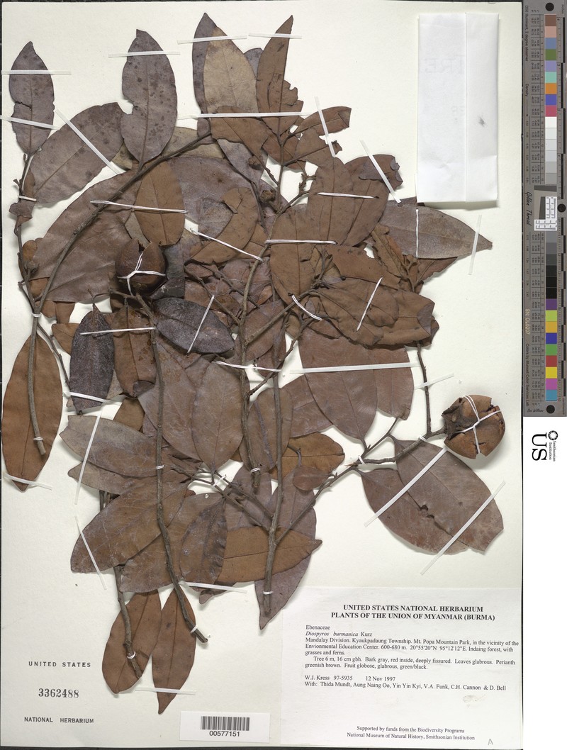 Diospyros burmanica photo 3