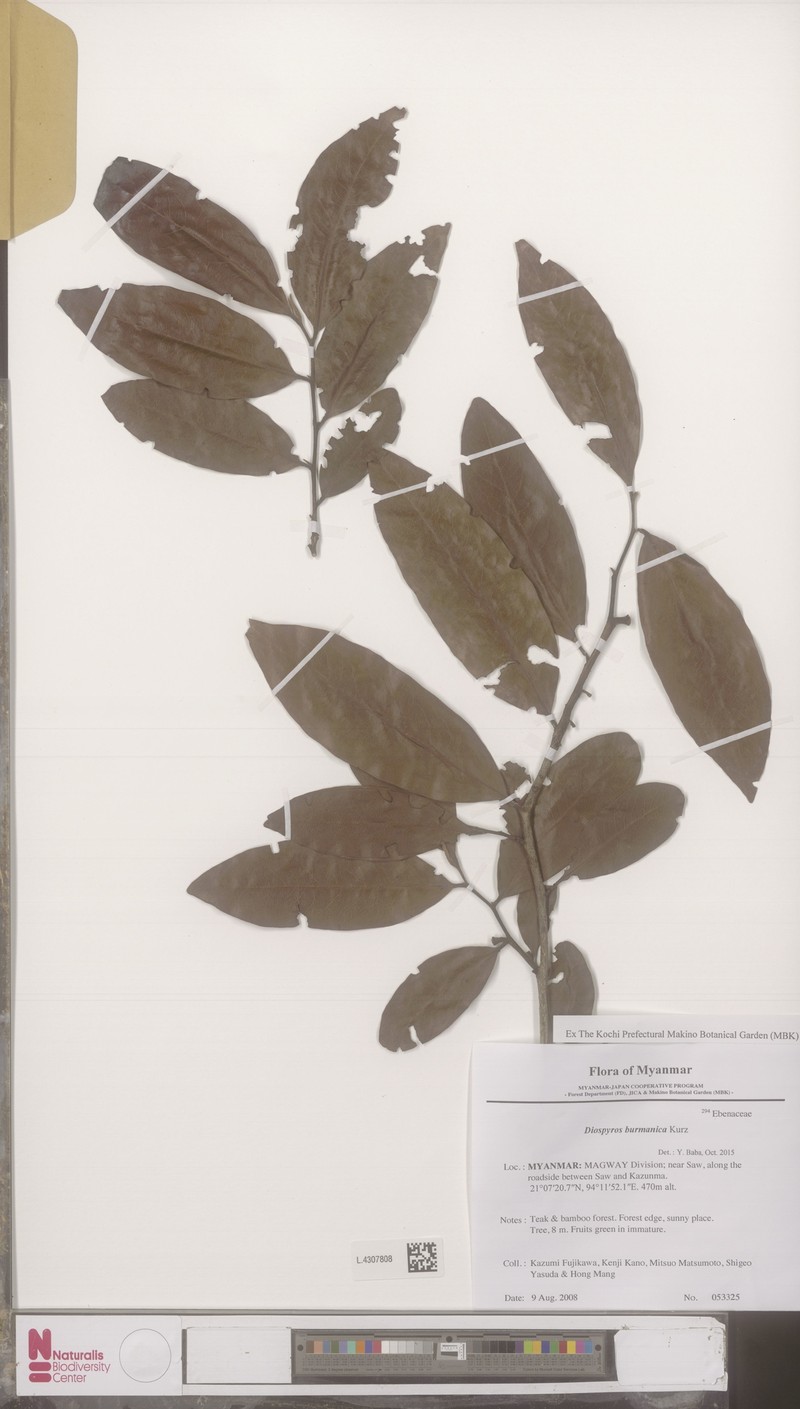 Diospyros burmanica photo 4