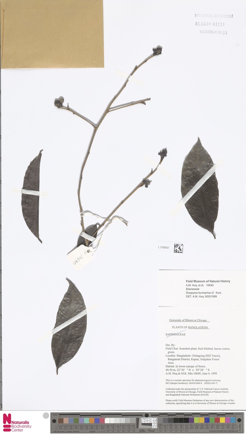 Diospyros burmanica photo 5