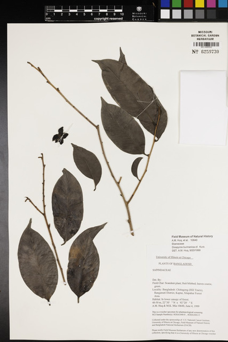 Diospyros burmanica photo 6