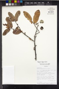 Diospyros bussei