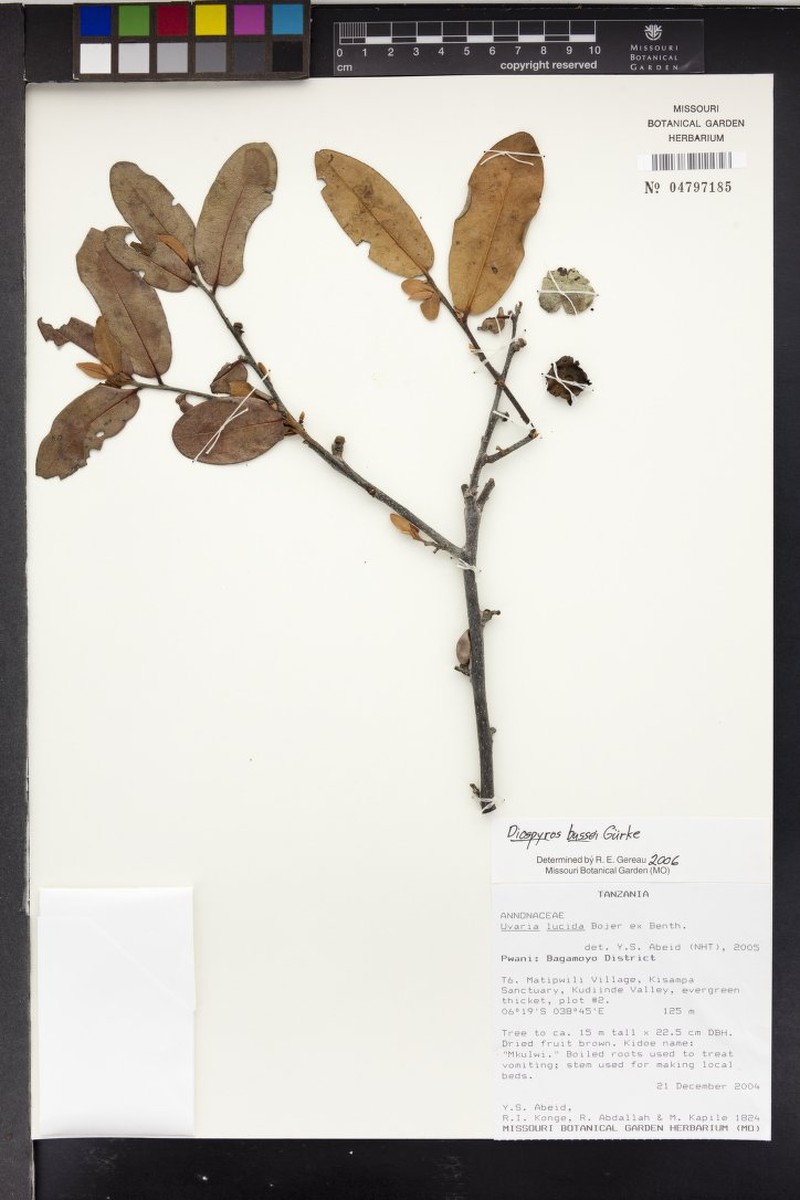 Diospyros bussei