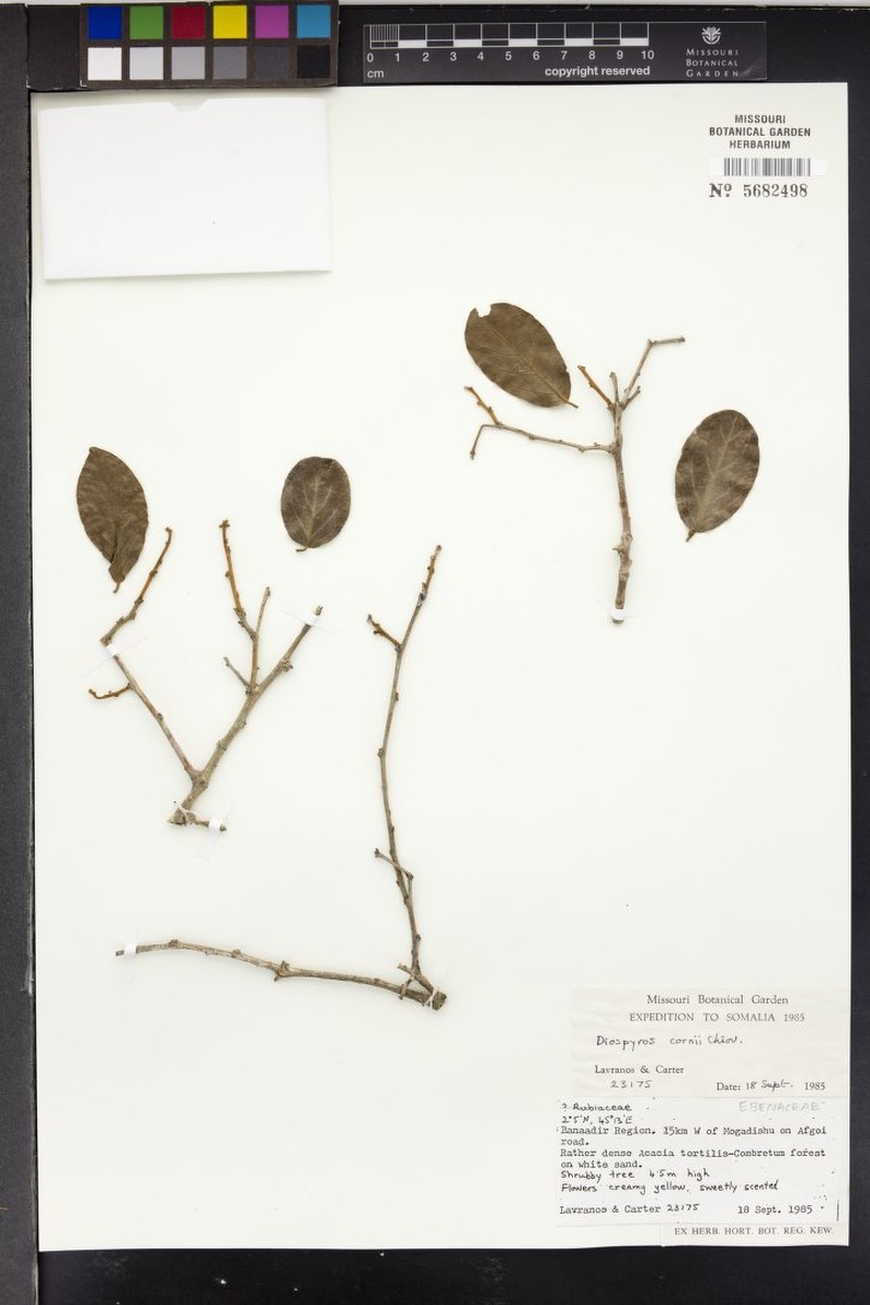 Diospyros bussei photo 2