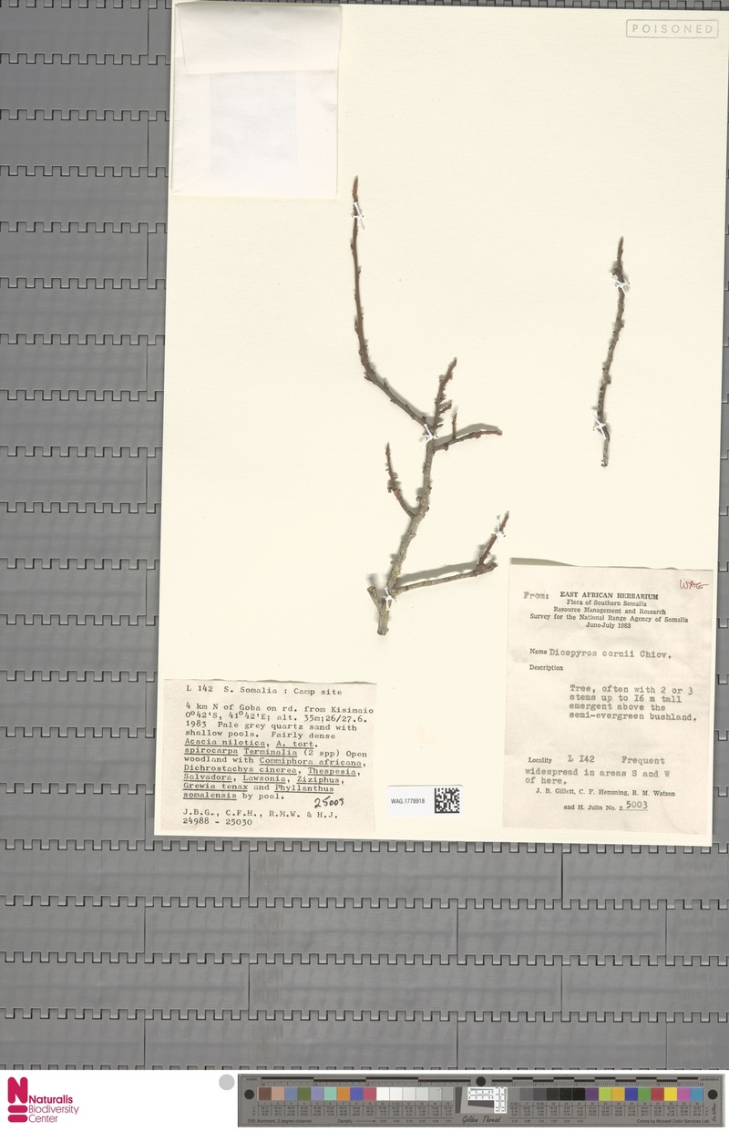 Diospyros bussei photo 3