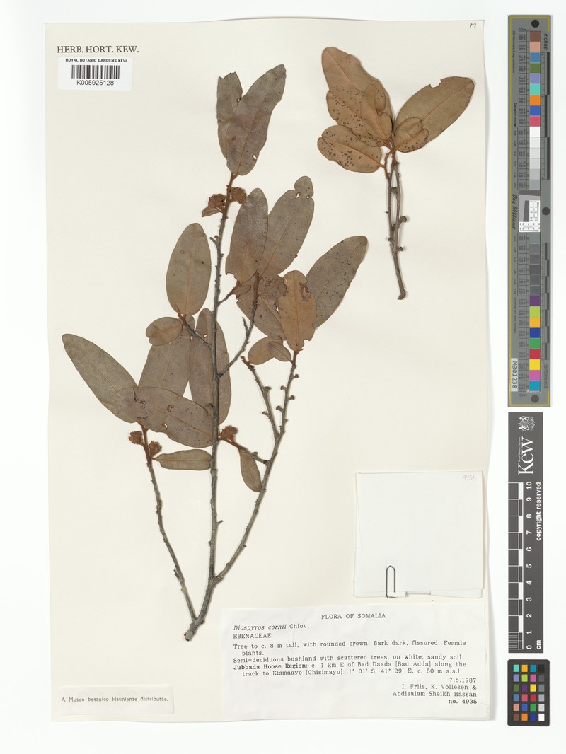 Diospyros bussei photo 4