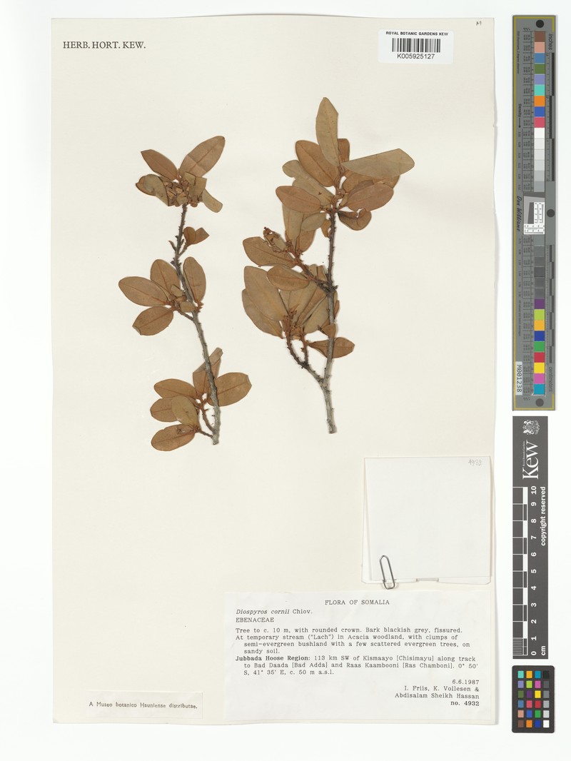 Diospyros bussei photo 5