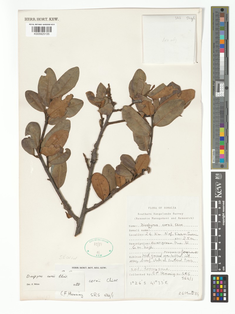 Diospyros bussei photo 6