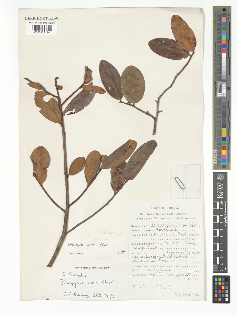 Diospyros bussei photo 7