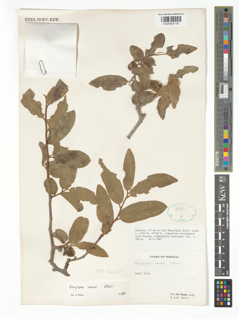 Diospyros bussei photo 8