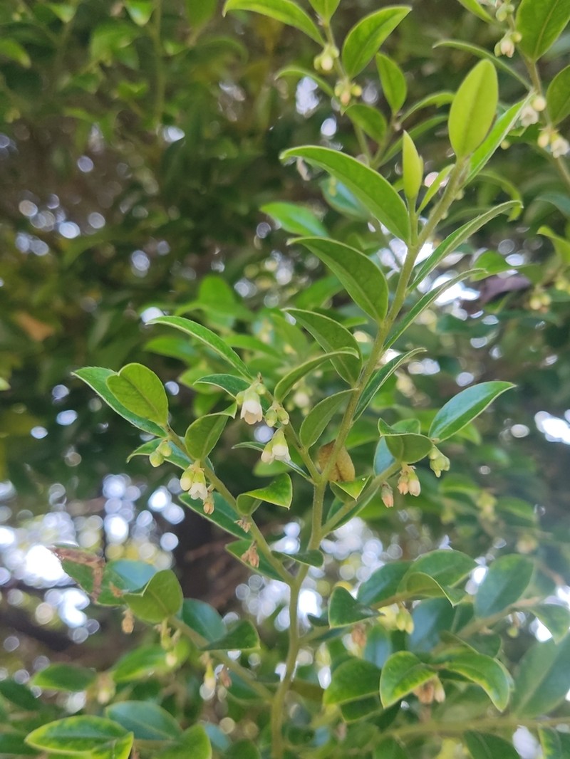 Diospyros buxifolia photo 2