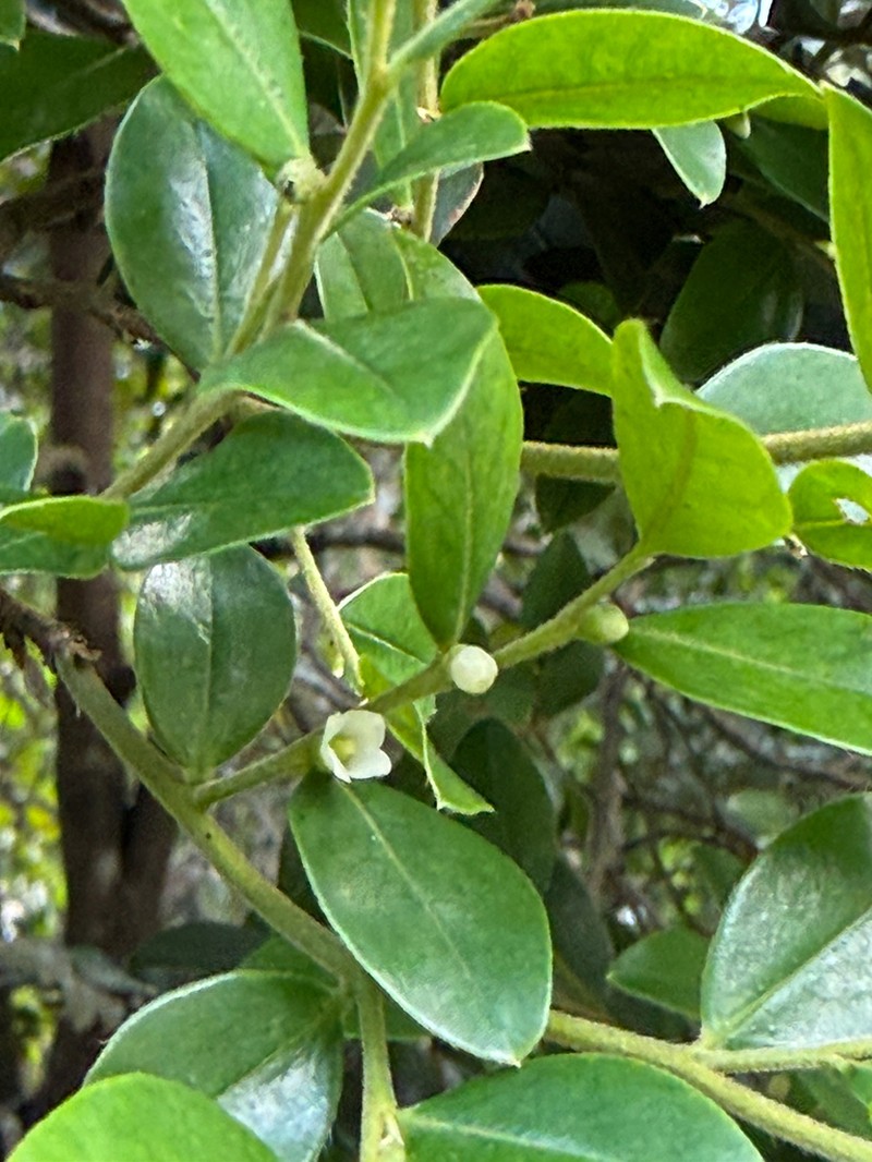 Diospyros buxifolia photo 3